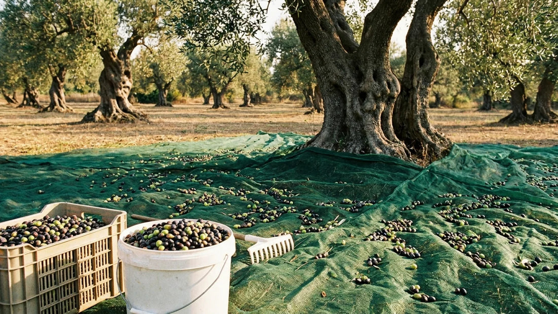 Rete per la raccolta delle olive stesa sotto un ulivo, con secchio, cassetta e rastrello pieni di olive