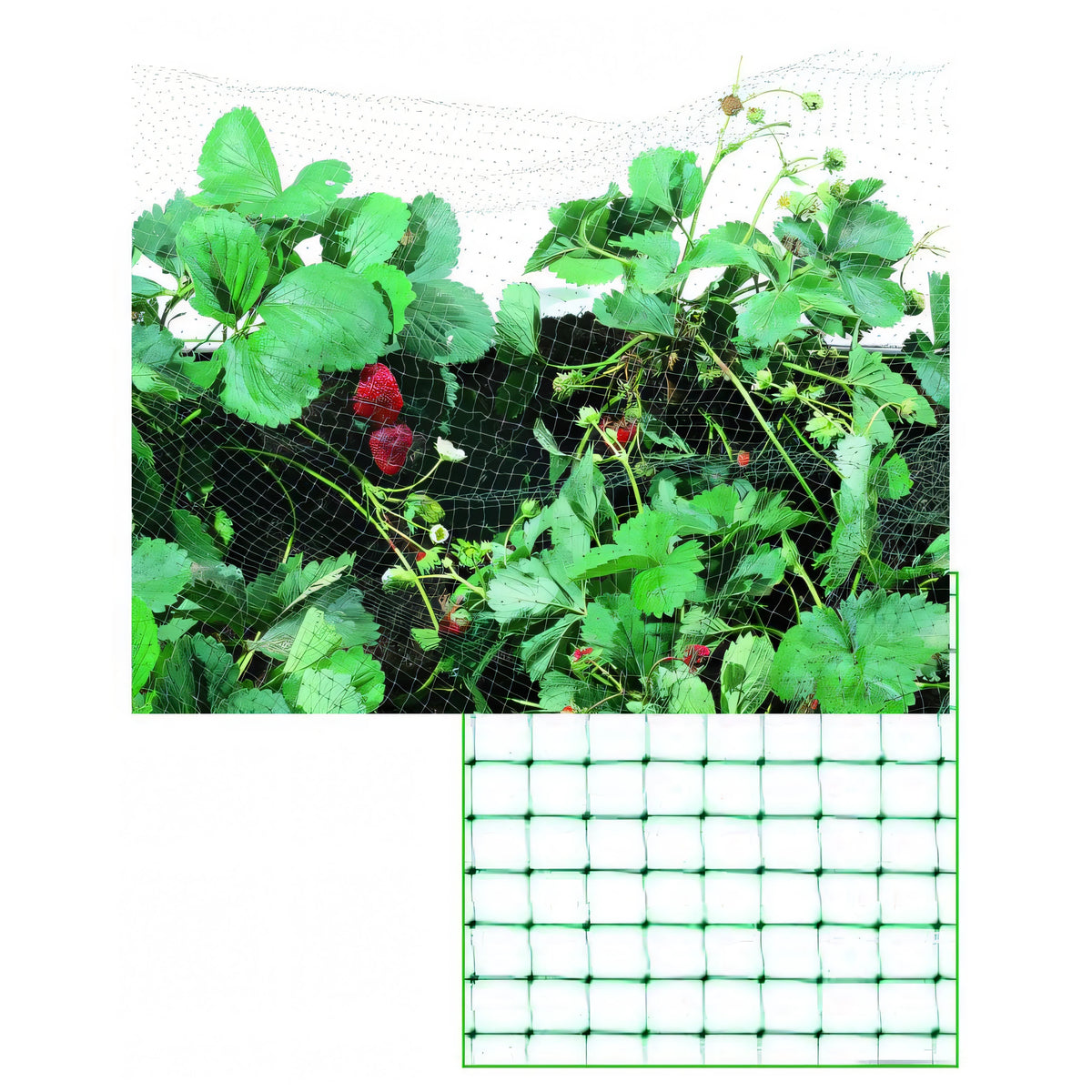 Rete plastica antiuccelli Vigor verde, rotolo H. 2x5 m