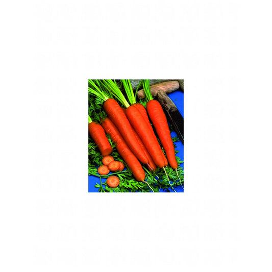 Bustina di sementi di carota mezza lunga Nantese