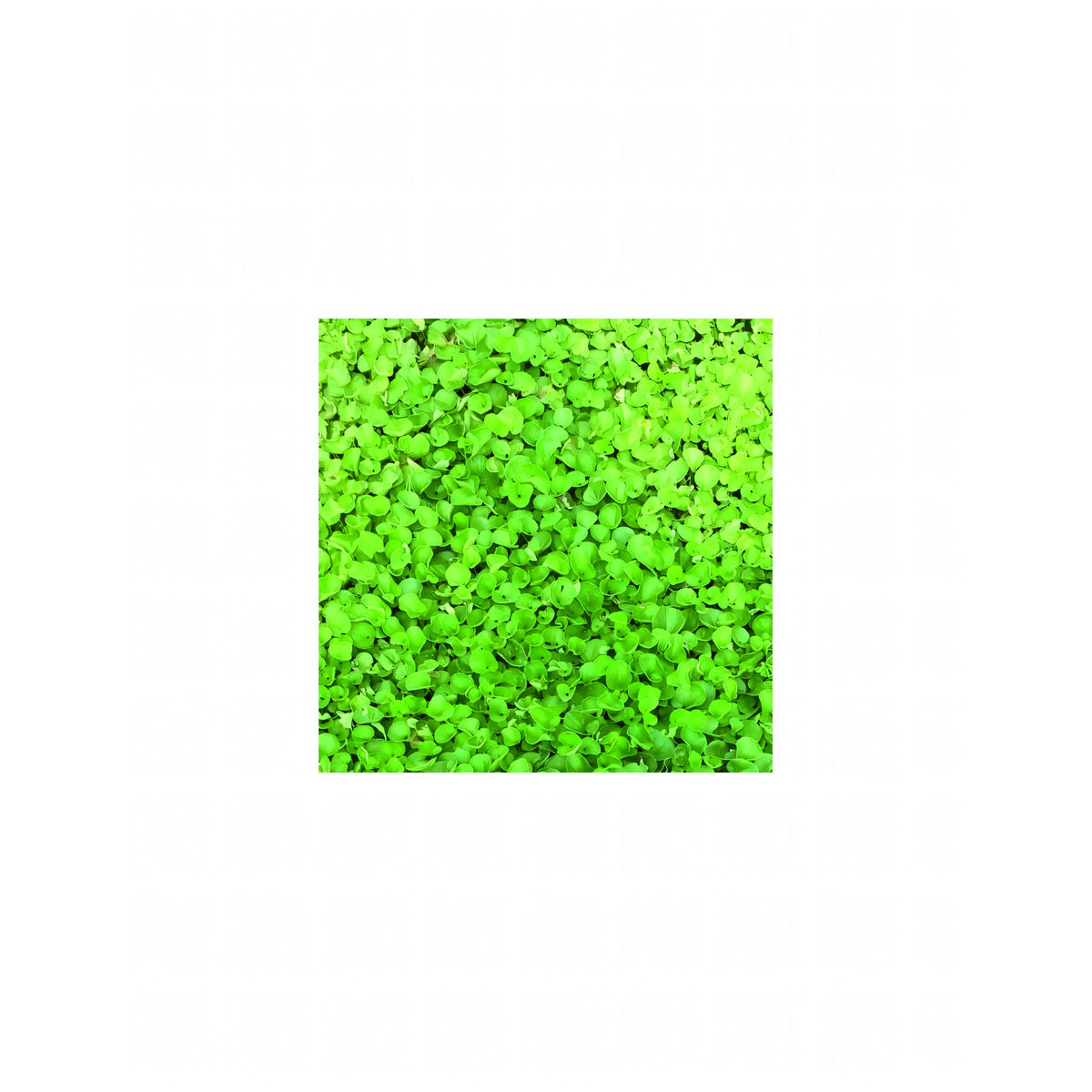 Bustina da 100 g di semi di prato Dichondra Repens