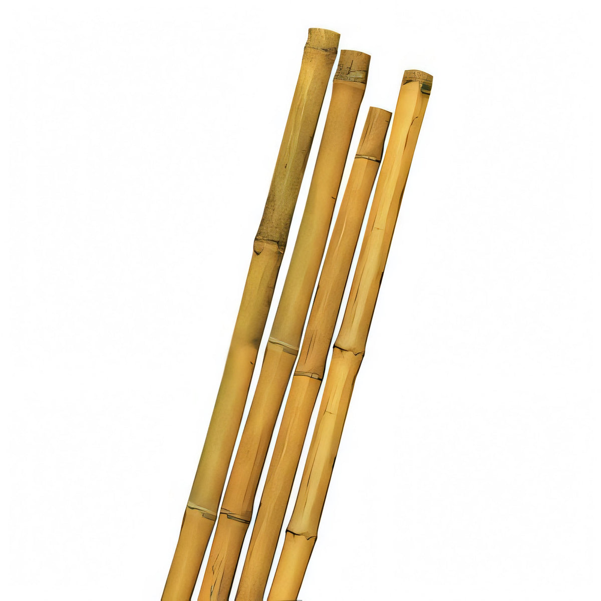Tutore Stars in canna di bambù, altezza 180 cm